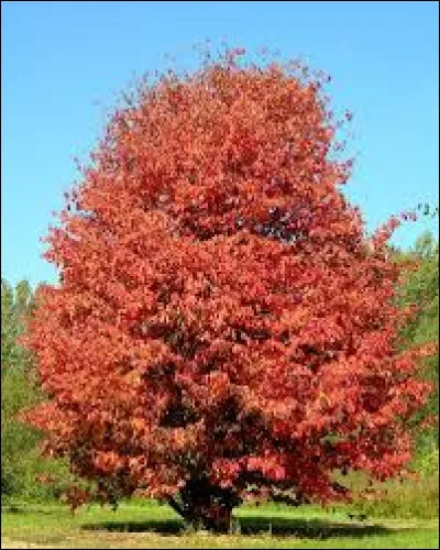 Le parrotie de Perse, appelé également l'arbre de fer est :
