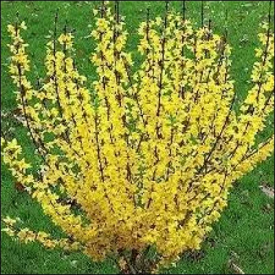 Ce magnifique forsythia à feuillage jaune est :