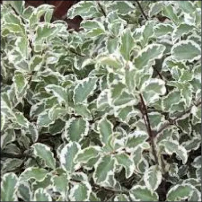 Ce pittosporum "panaché" est :