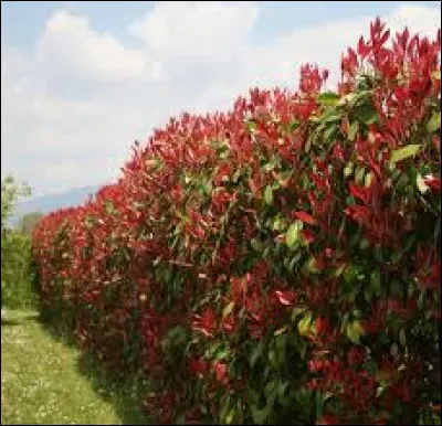 On utilise le photinia comme haies, on l'apprécie généralement pour la couleur rouge qu'elle apporte dans son feuillage :