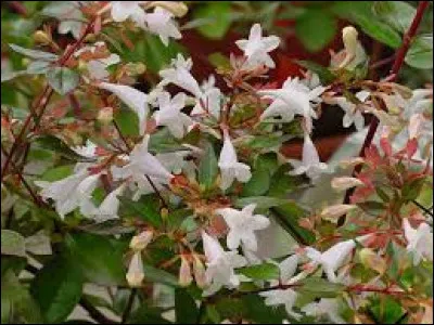 L'abélia, appréciant le soleil est une plante :