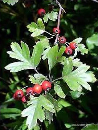 Quel est le type de feuillage de l'aubépine monogyne ?