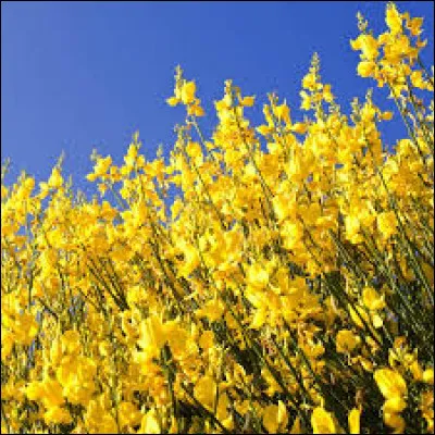 Comment sont les feuilles du genêt à balais ?