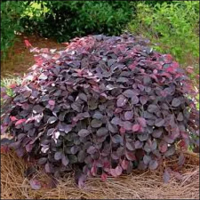 Le Loropetalum a un très beau feuillage :