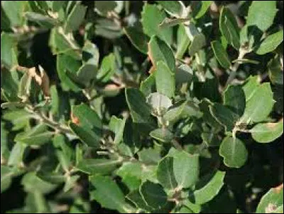 Savez-vous le feuillage du chêne-liège ?