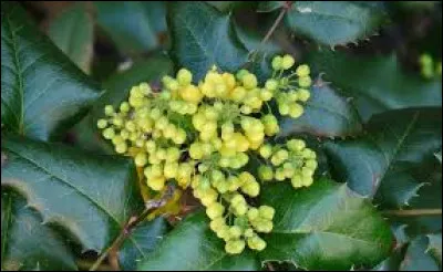 Le mahonia à feuilles de houx est :