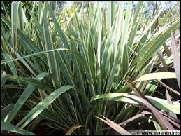 Quiz Plantes