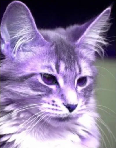 Comment dit-on "violet" ?