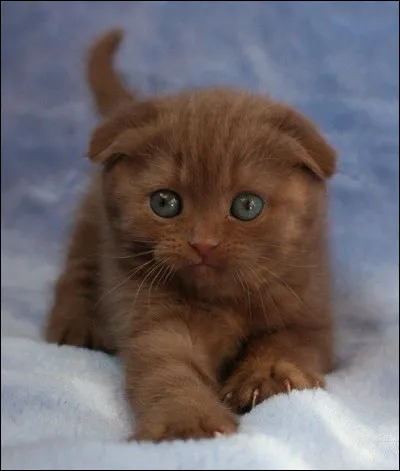 Comment dit-on "marron" ?