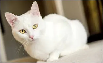 Comment dit-on "blanc" ?