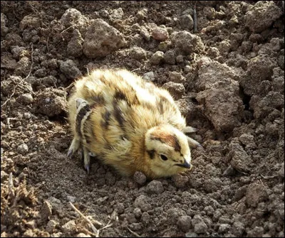 Quel est celui du petit du perdreau ?