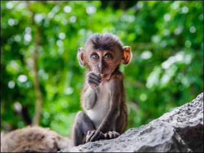 Pour finir, quel est le nom du petit de la guenon ?