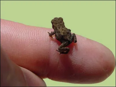 Le petit du crapaud est évidement le...