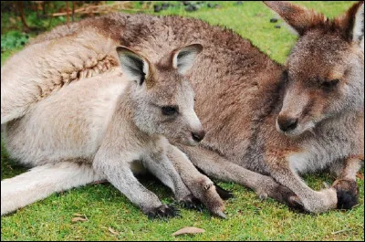 Quel nom donne-t-on au petit du kangourou ?