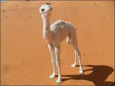 Comment s'appelle le petit du dromadaire ?