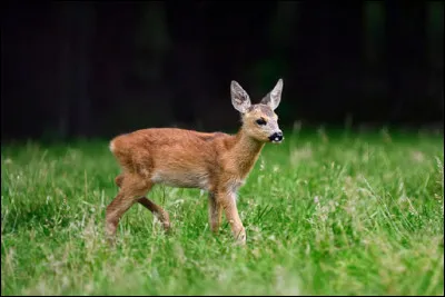 Quel est celui du petit du cerf, du daim ou du chevreuil ?