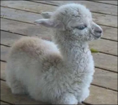 Celui du lama a un nom peu commun, quel est-il ?