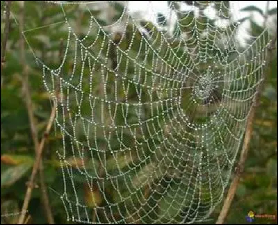 Quelle forme ont ses toiles ?