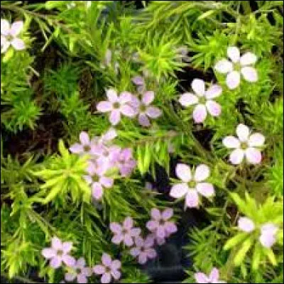 Cette plante fleurira vers mars, avril, (environ) selon le climat.