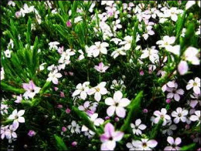 De quelle couleur seront ses fleurs ?