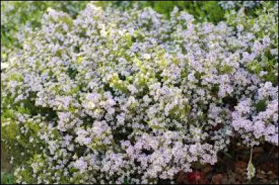 Quel type de feuillage a-t-elle ?