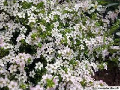 Jusqu'à quel hauteur pousse-t-elle en moyenne ?