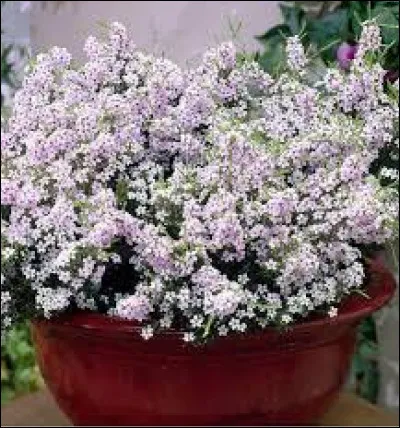 On ne peut pas mettre cette plante en pot.