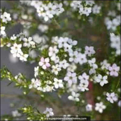 Peut-on planter cette plante à l'automne ?