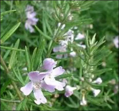 Cette plante se plaira-t-elle au bord de mer ?