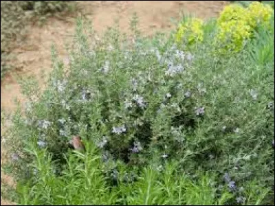 Quelle est la couleur de ses fleurs ?