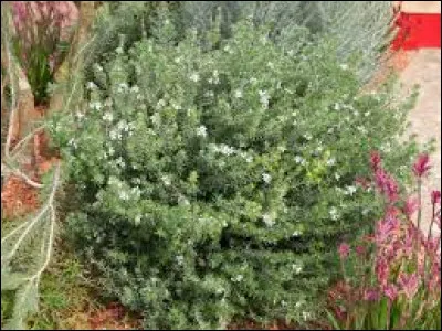 Peut-il atteindre les 2 mètres ?