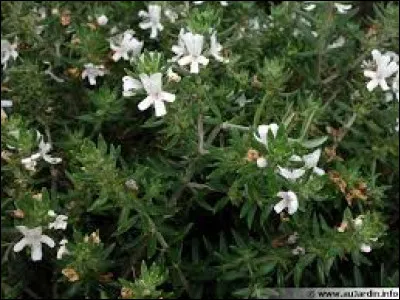 Quand peut-on le planter ?