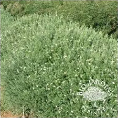 A quelle famille appartient-il ?