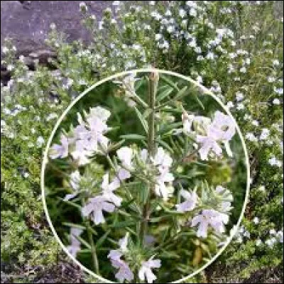 Si vous mettez cette plante au soleil, se plaira-t-il ?