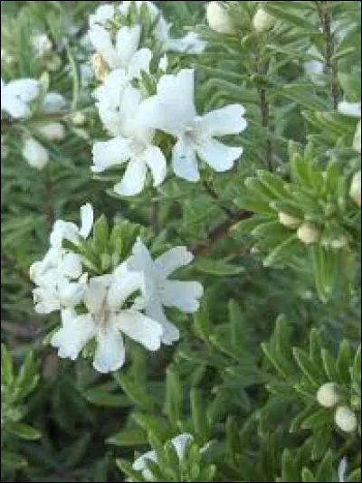 Vous pouvez mettre cette plante en pot, mais bien évidemment, cela vous demandera plus d'arrosage.