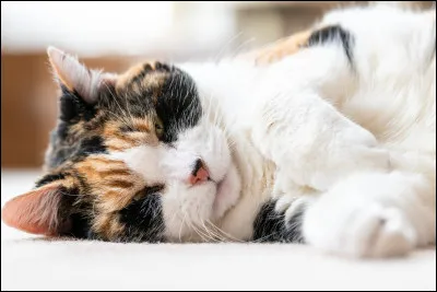 Que veut dire l'expression "quand le chat n'est pas là, les souris dansent" ?