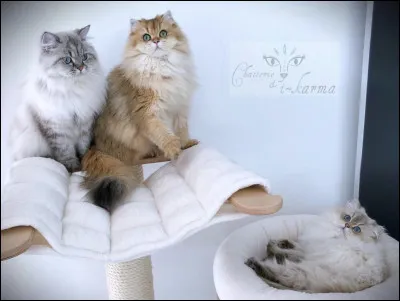 Que veut dire l'expression "avoir d'autres chats à fouetter" ?