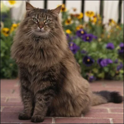 Que veut dire l'expression "appeler un chat un chat" ?