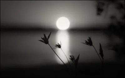 Qui a écrit "Le Gai Savoir" ?