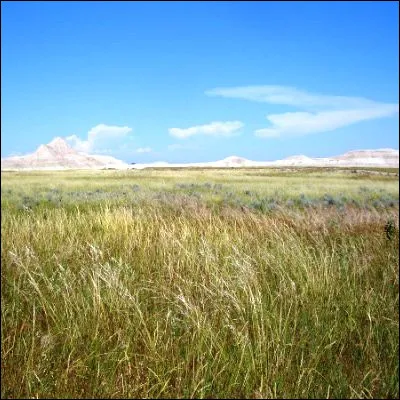 Quelle plante herbac&eacute;e a des graines appel&eacute;es ch&egrave;nevis ?