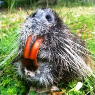 Quel rongeur, reconnaissable &agrave; ses incisives rouge-orange, est &eacute;galement appel&eacute; myopotame ?