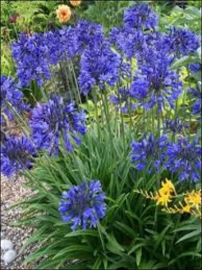 De quelle couleur sont les fleurs de l'agapanthe ?