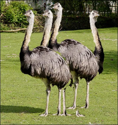 Suffit juste de savoir compter ! (Ndlr : Précisons que ces animaux NE SONT PAS des autruches !)