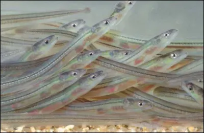 Quel est le nom des bébés anguilles ?