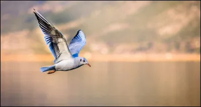 Di comme Distance : quelle est la distance, à vol d'oiseau entre Lille et Marseille ?