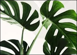 Quelle est ta plante pr&eacute;f&eacute;r&eacute;e ?