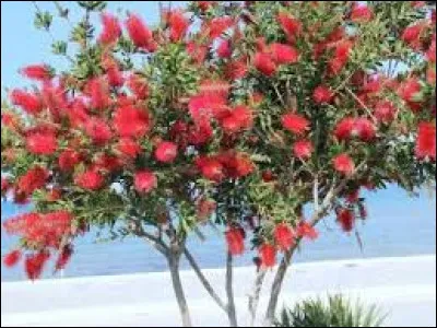 Quel est l'autre nom du rince-bouteille ?