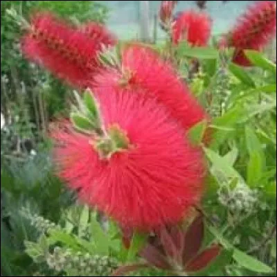 Le rince-bouteille est un pyrophyte, ce terme désigne, une plante dont la propagation, la multiplication ou la reproduction sont stimulés par le feu.