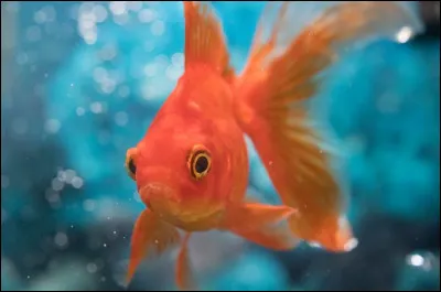 Quel serait réellement le temps de mémoire d'un poisson rouge ?