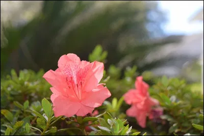 Quel nom porte la caravane de dromadaires qui, sur près de 1 000 km, transporte le sel gemme du nord du Mali à Tombouctou ?